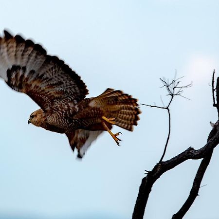 Nungubane Game Lodge Велгефонден Гейм Ризърв Екстериор снимка