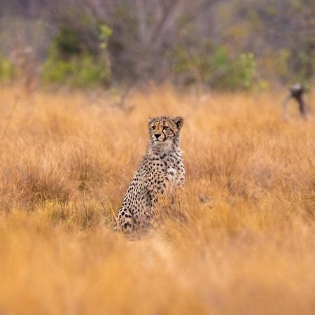 Nungubane Game Lodge Велгефонден Гейм Ризърв Екстериор снимка