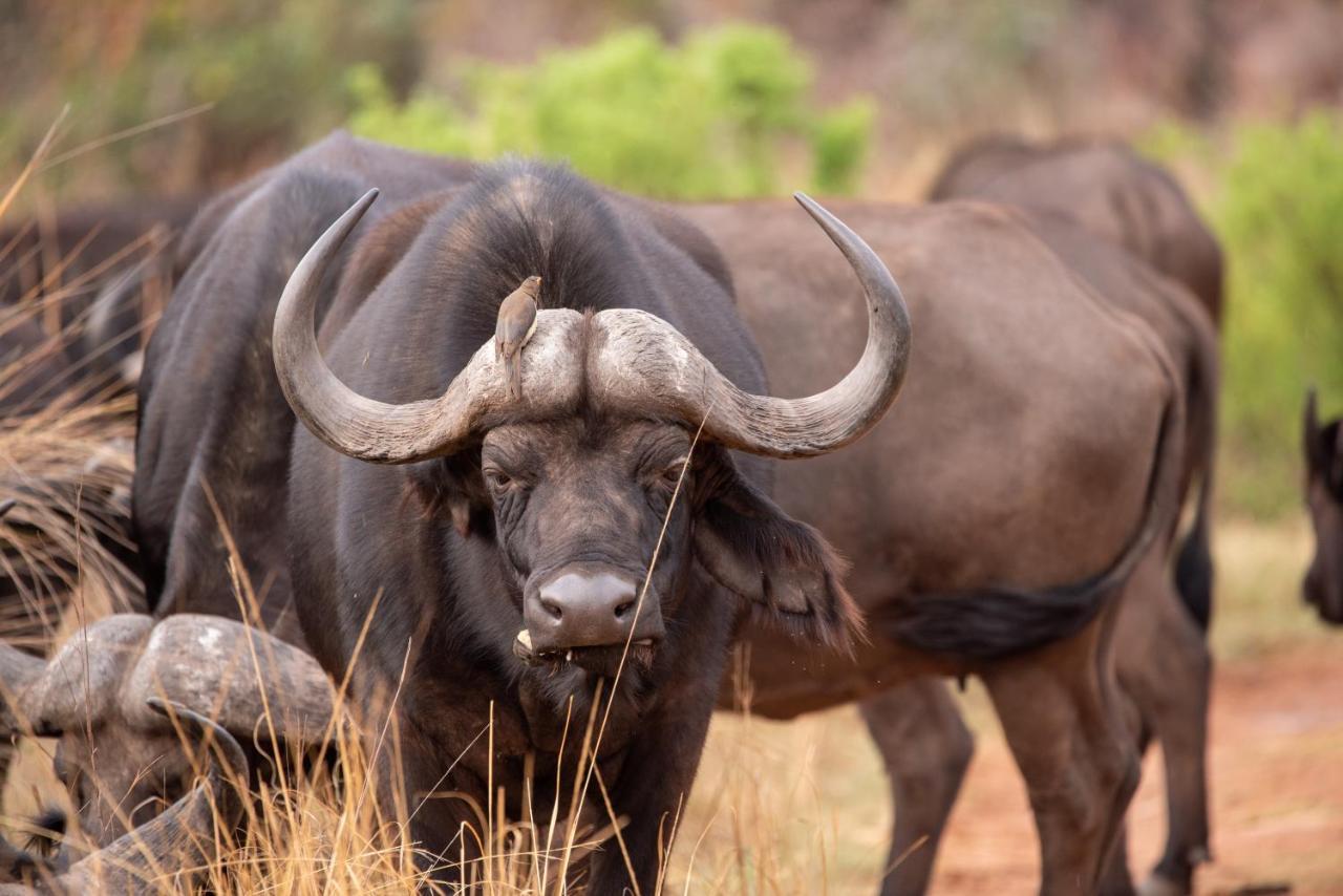Nungubane Game Lodge Велгефонден Гейм Ризърв Екстериор снимка