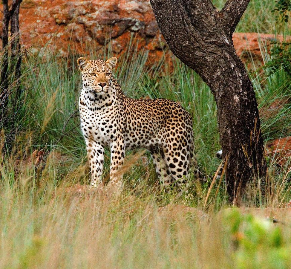 Nungubane Game Lodge Велгефонден Гейм Ризърв Екстериор снимка